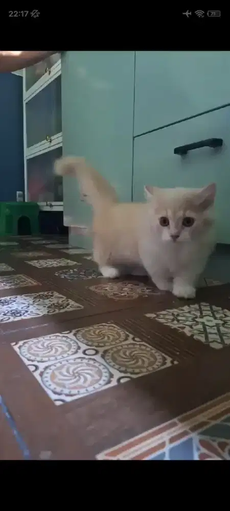 Kucing Munchkin rughugger top std betina 3 bulan