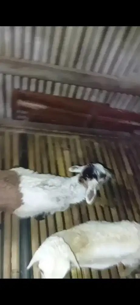 Kambing 5-6bulan