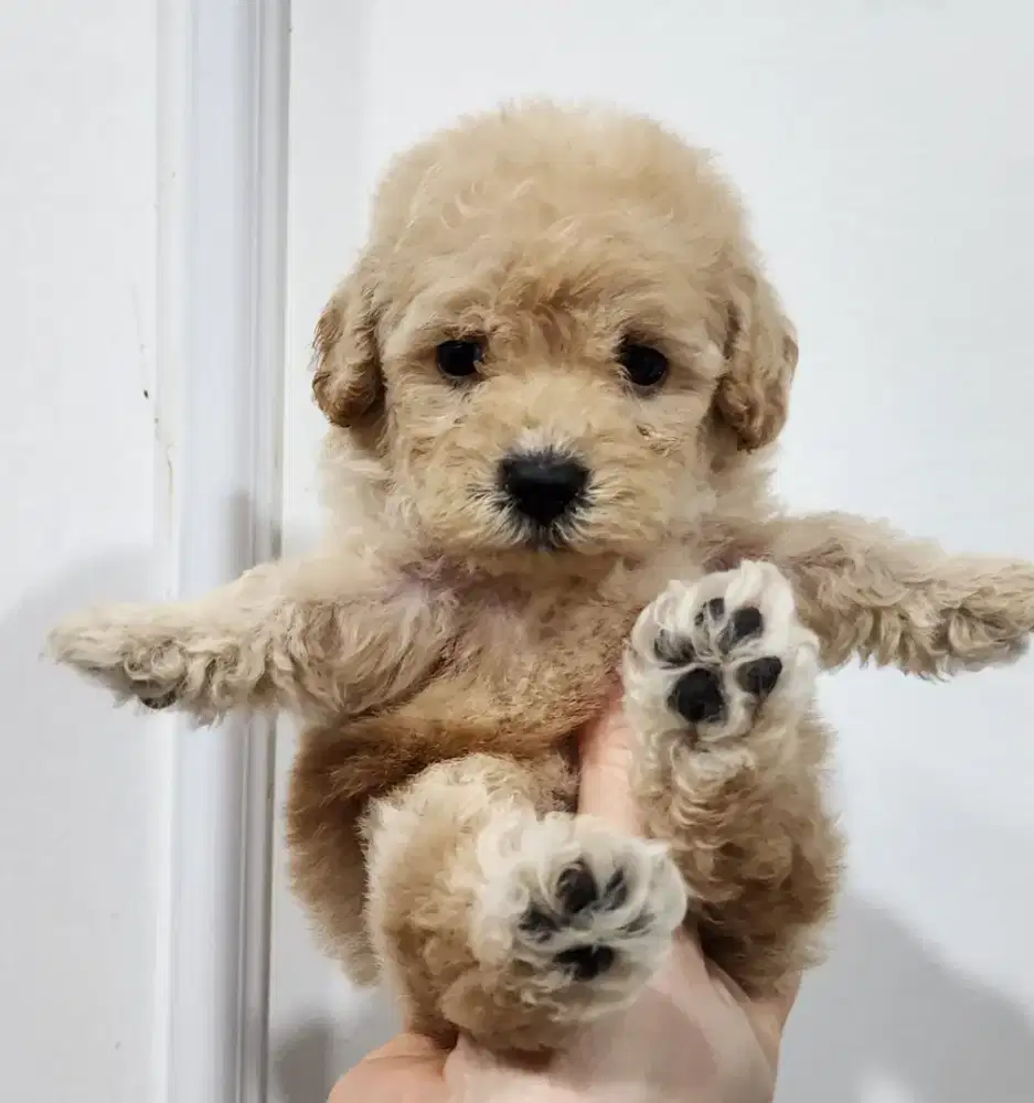 Anakan Poodle Murahhh