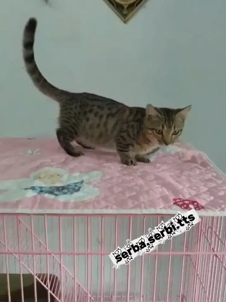 Kucing kitten munchkin genetta