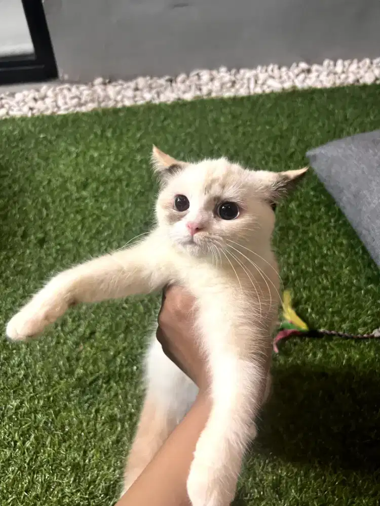 Lepas adopt kucing ragdoll x persia
