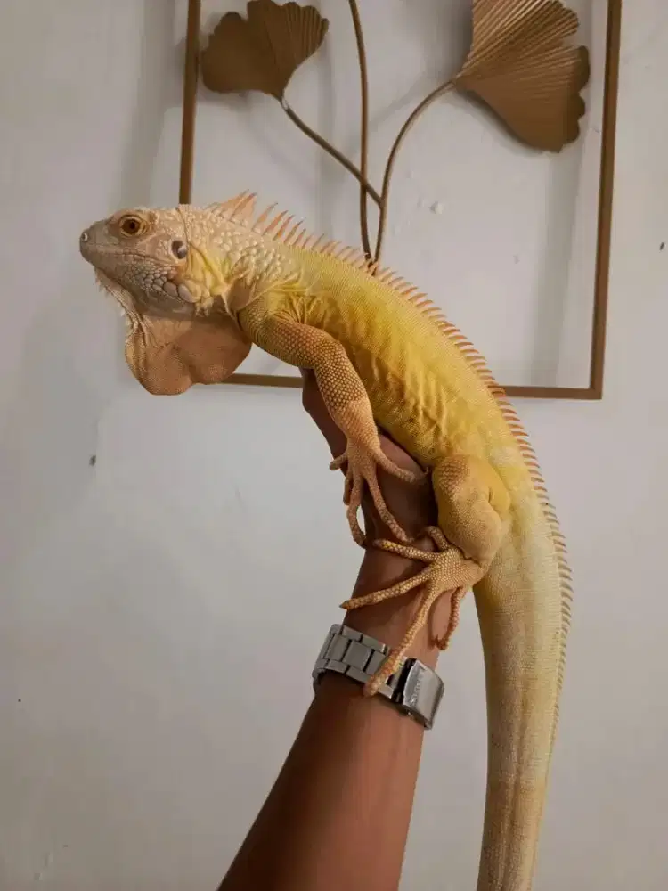 Iguana Albino siap breed
