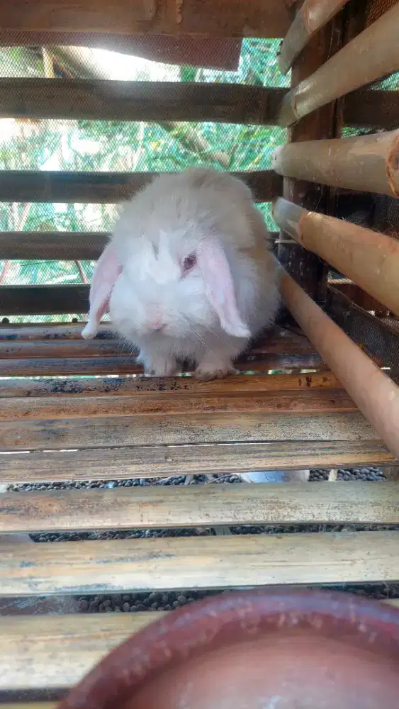 Kelinci Holland lop