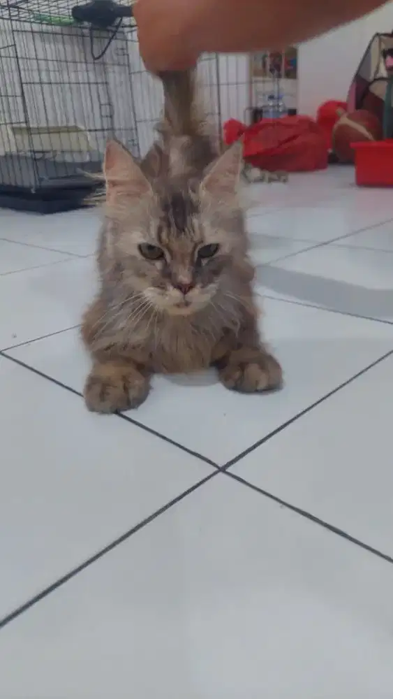 Kucing Mainecoon