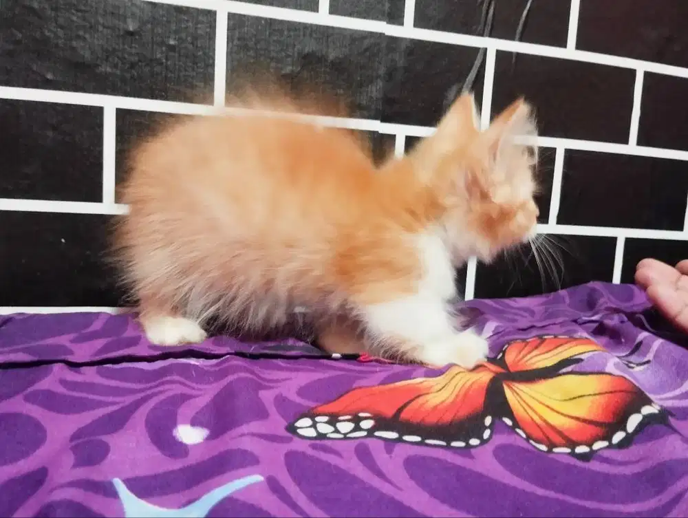 La kitten  Munchkin longhair usia 3 bulan jantan