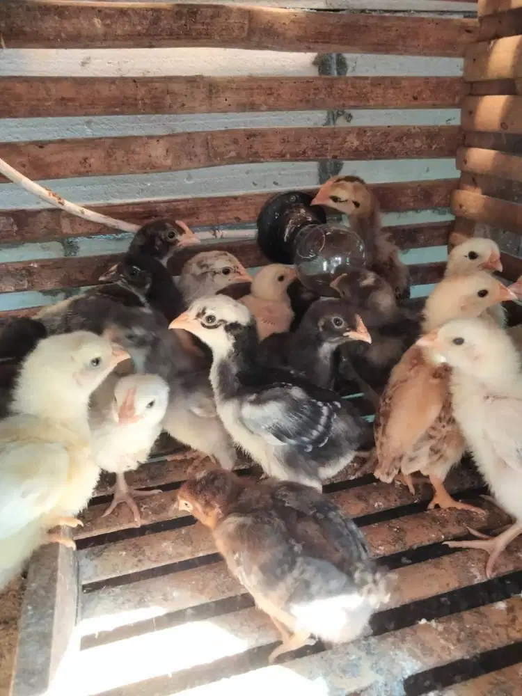 Ayam kampung petelur