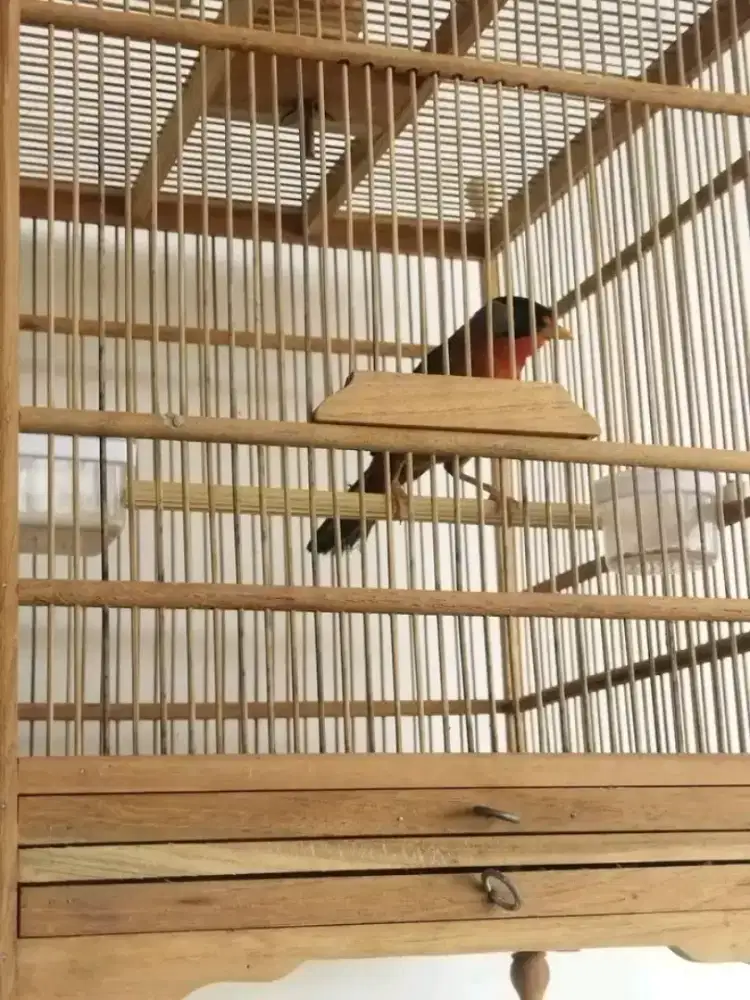 burung pncawarna mh pur total