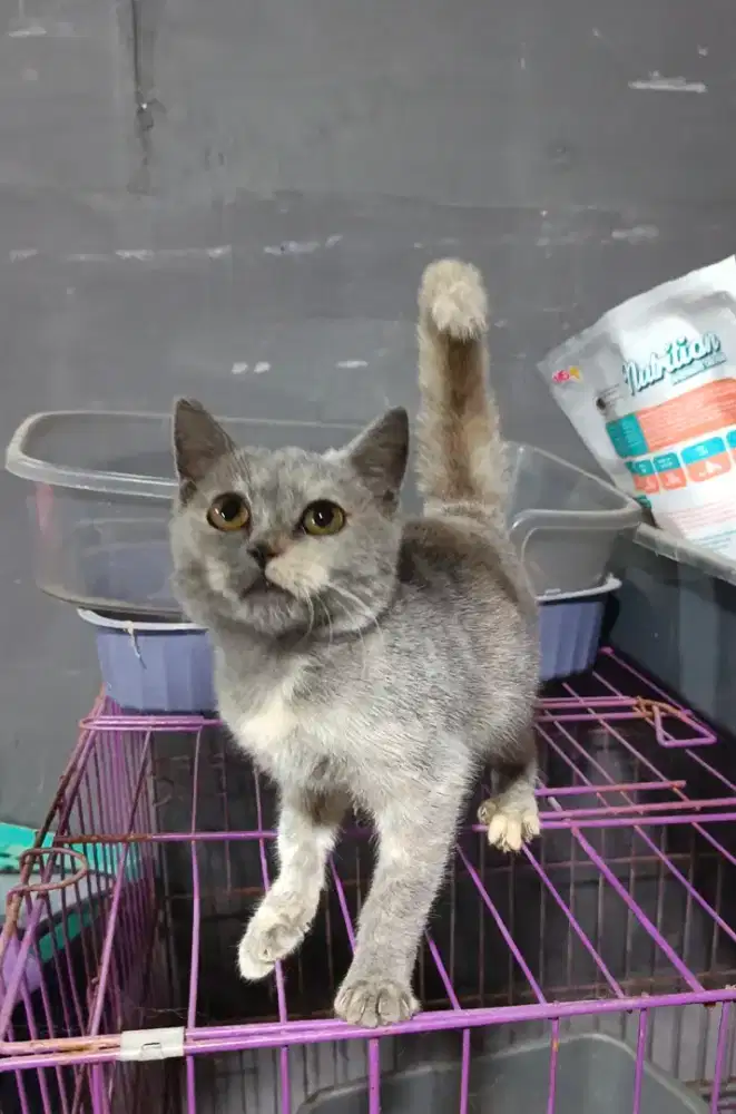 BSH NS Scootish blue tortie
