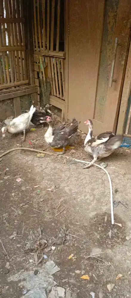 Jual entok/bebek engos dewasa