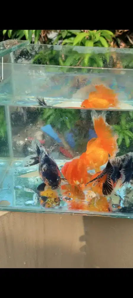 Ikan mas koki 5 ekor murah