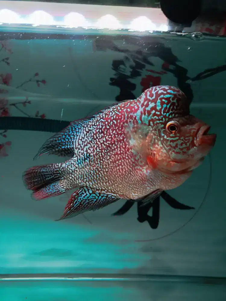 Louhan Kamfa f2 Super Red