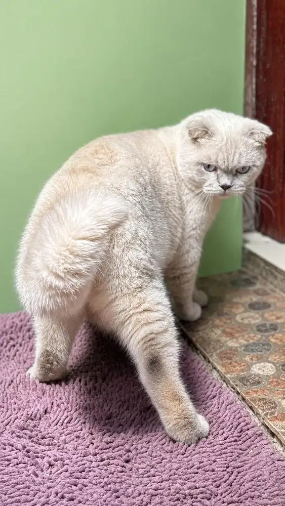 Scottish fold jdhin ragdoll munchkin british bsh fortune kitty