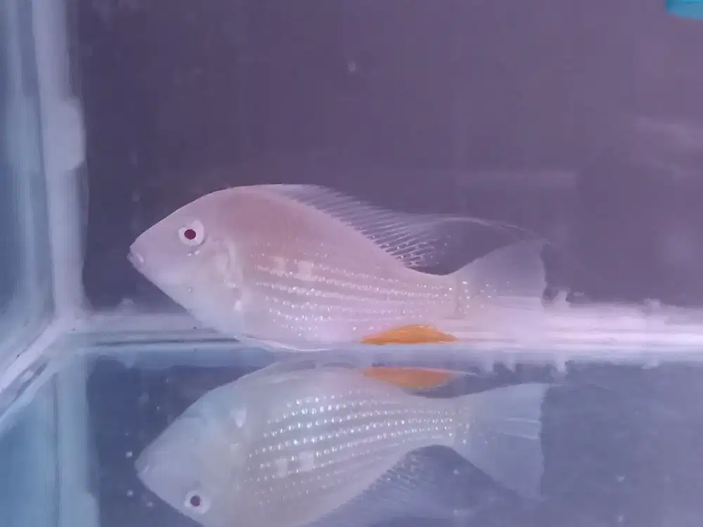 Albino Threadfin Acara (Acarichthys heckelii)