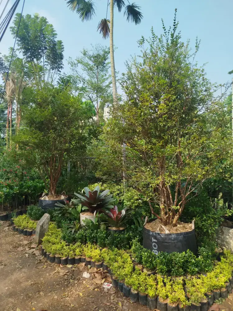 Pohon anggur berazil indukan 2,5 meter
