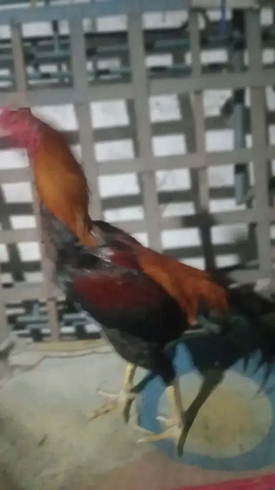 Ayam pakhoi super