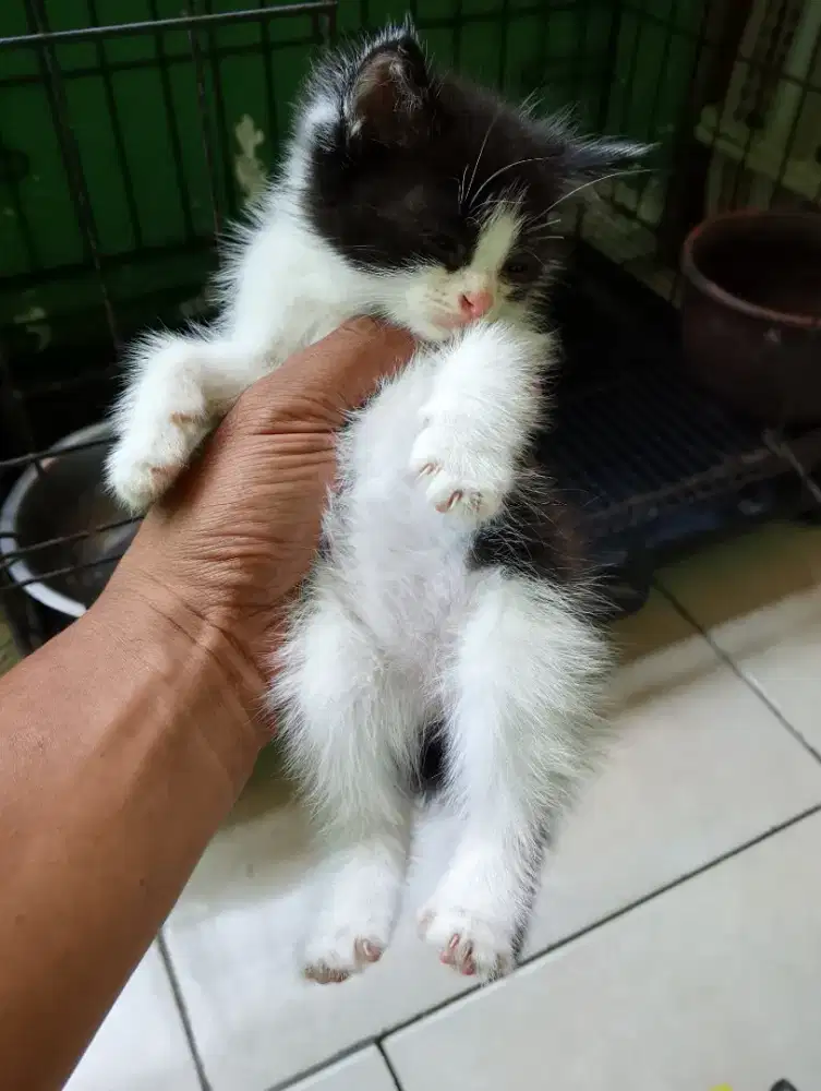 Kucing Persia kitten jantan