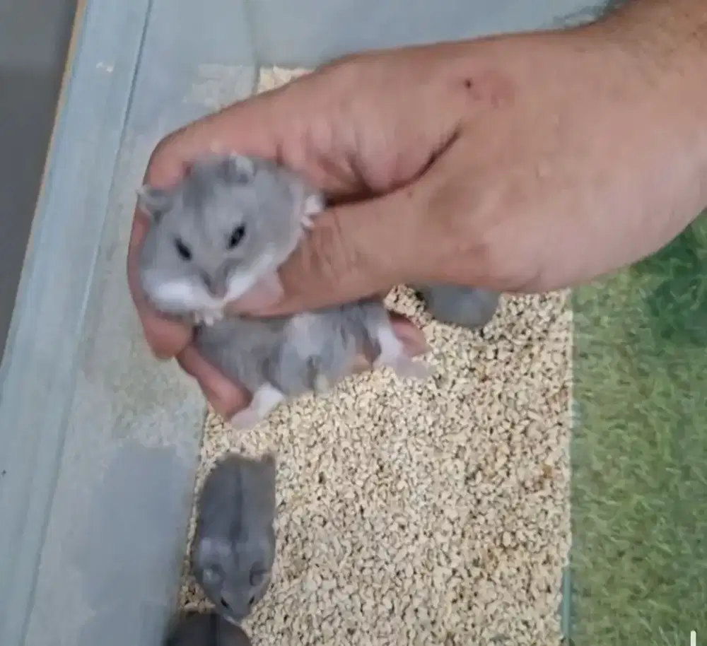 Hamster campbell blue