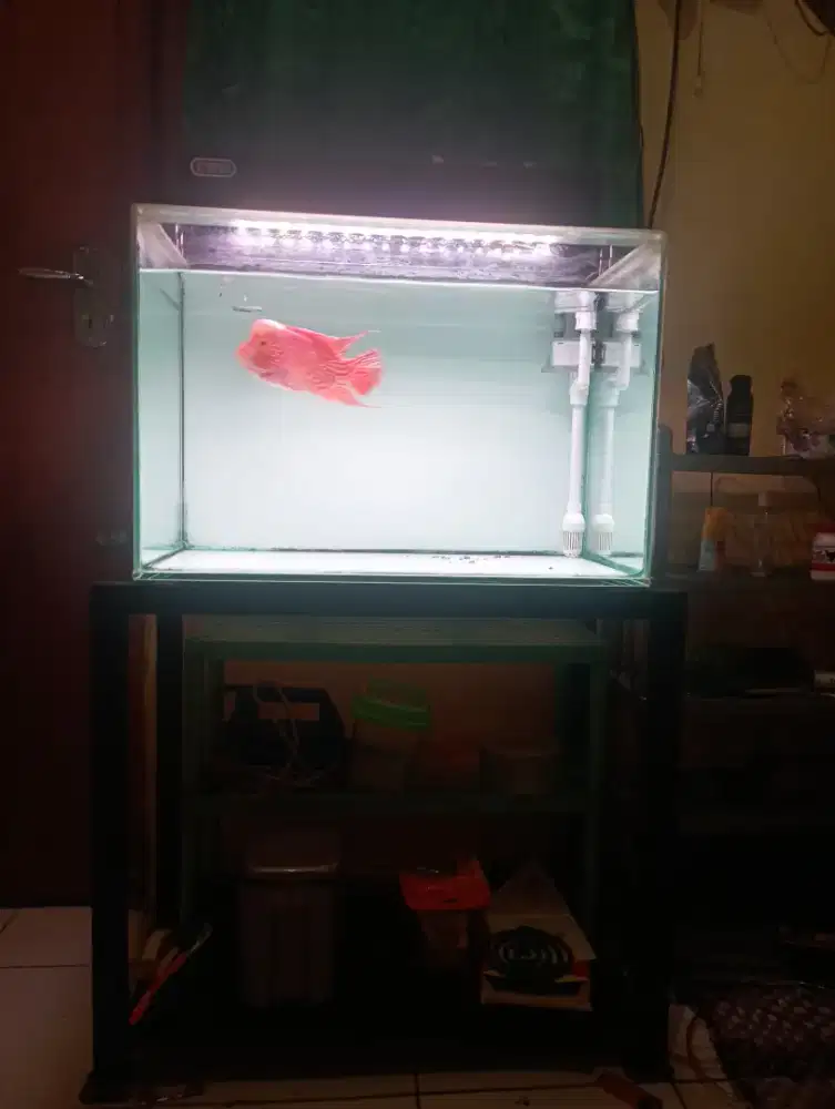 Aquarium full set dan louhan
