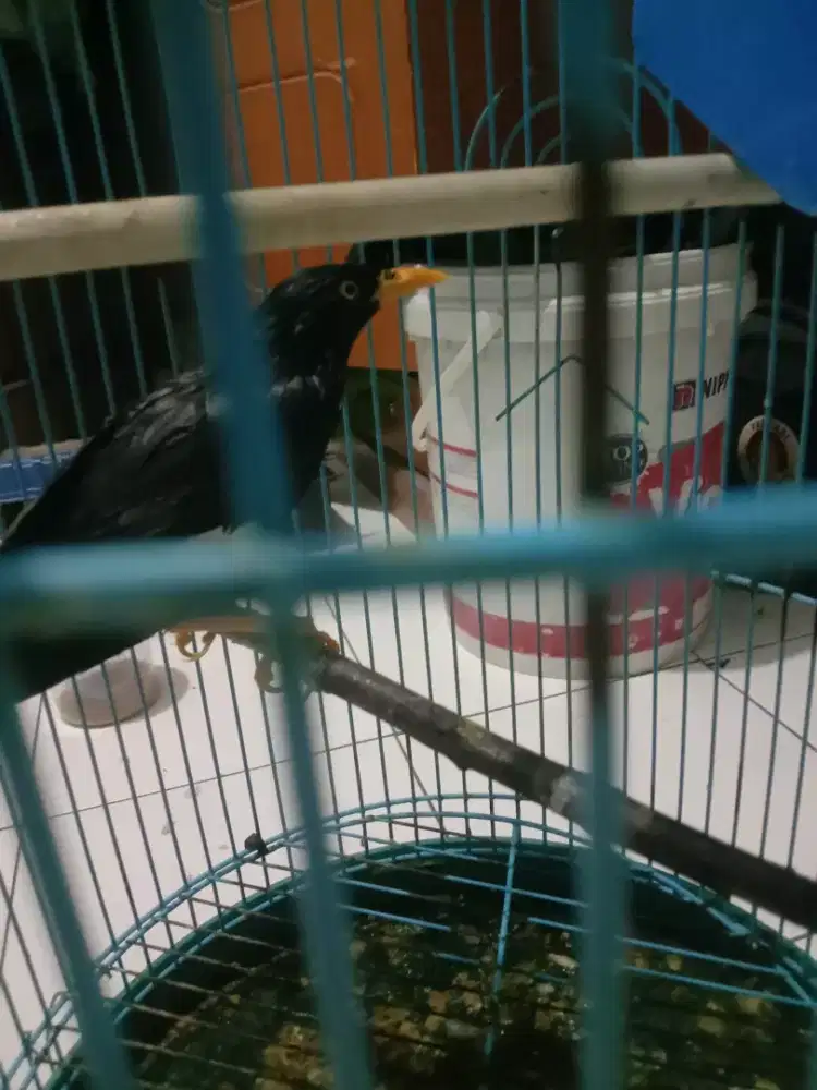 Burung jalak kebo