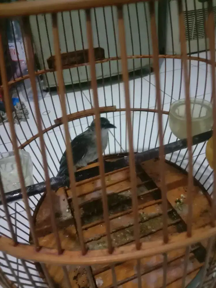 Burung crucukkan