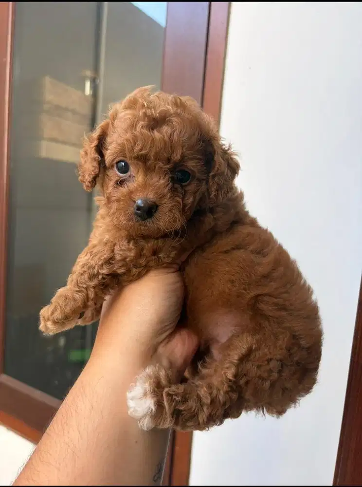 TOY POODLE BETINA