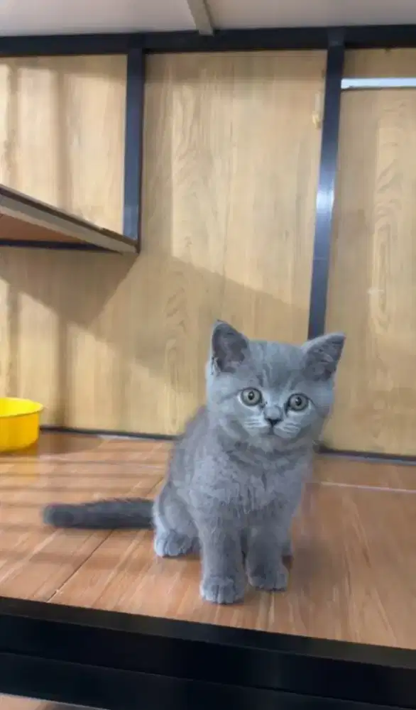 kitten BSH jantan
