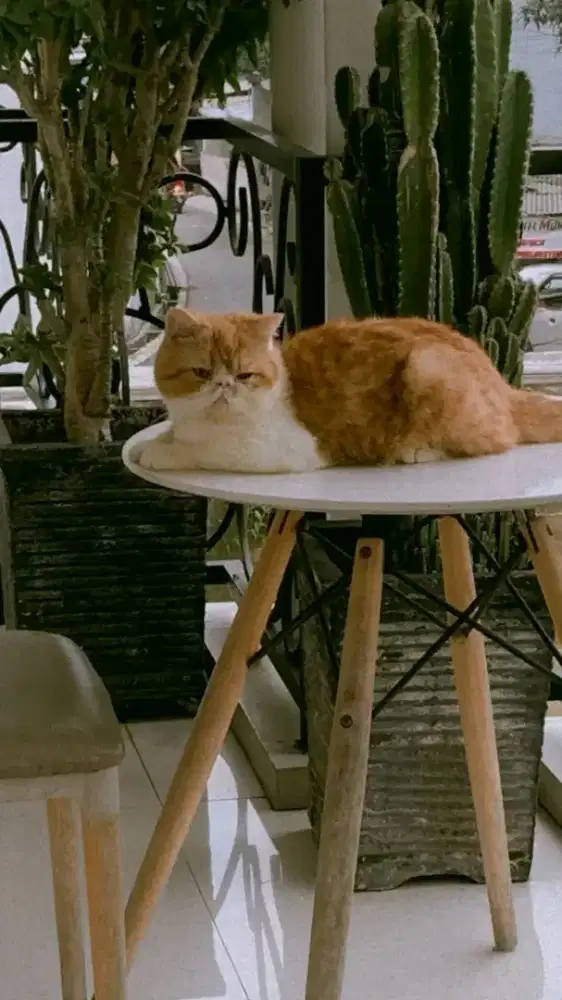 KUCING PEJANTAN EXO