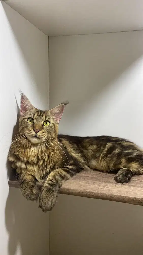 Kucing Mainecoon Jantan