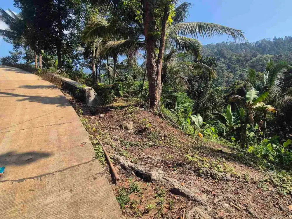 jula kebun duren siap panen pinggir jalan raya