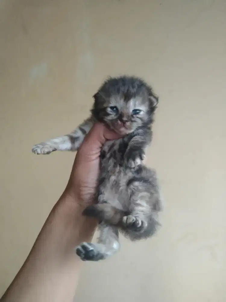 Kucing betina persia 3 Minggu betina