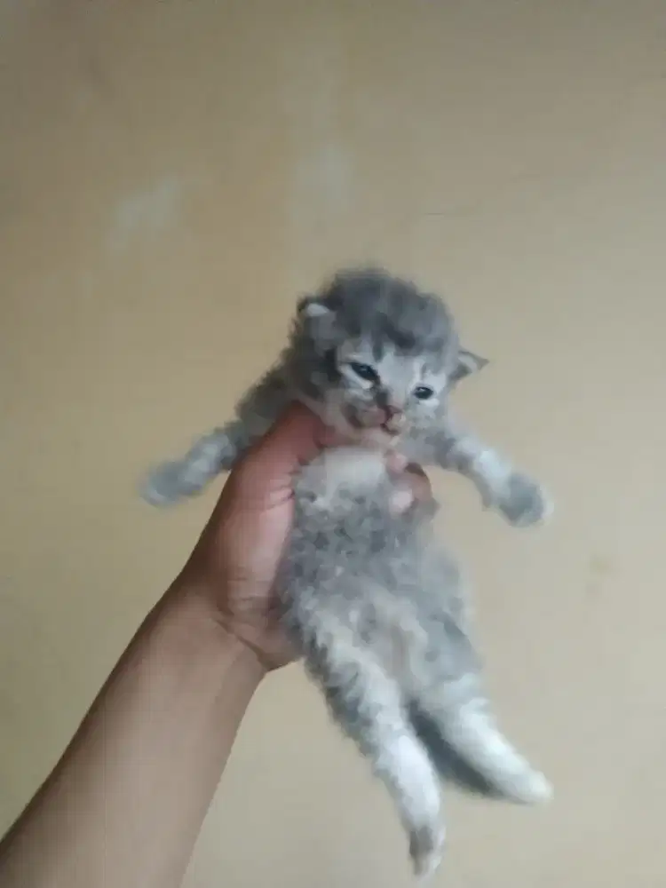 Persia betina usia 3 Minggu betina