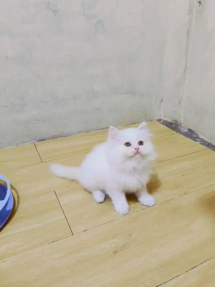 Kitten Persia Putih solid