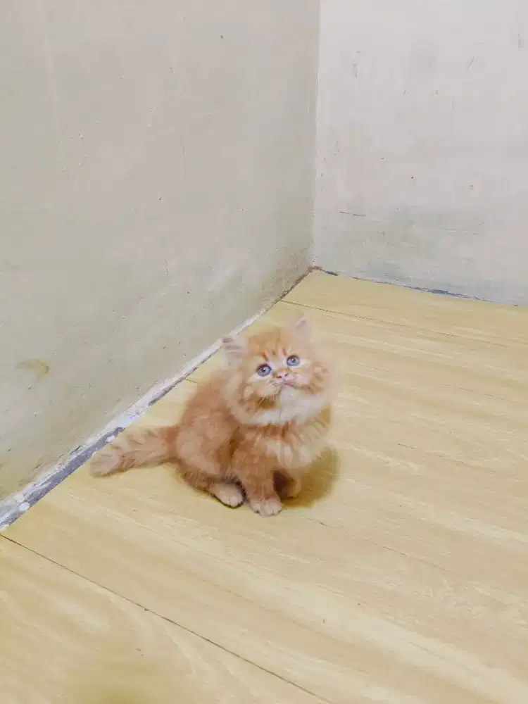 Kitten Persia oyen