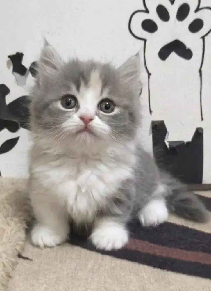 Kucing munchkin betina
