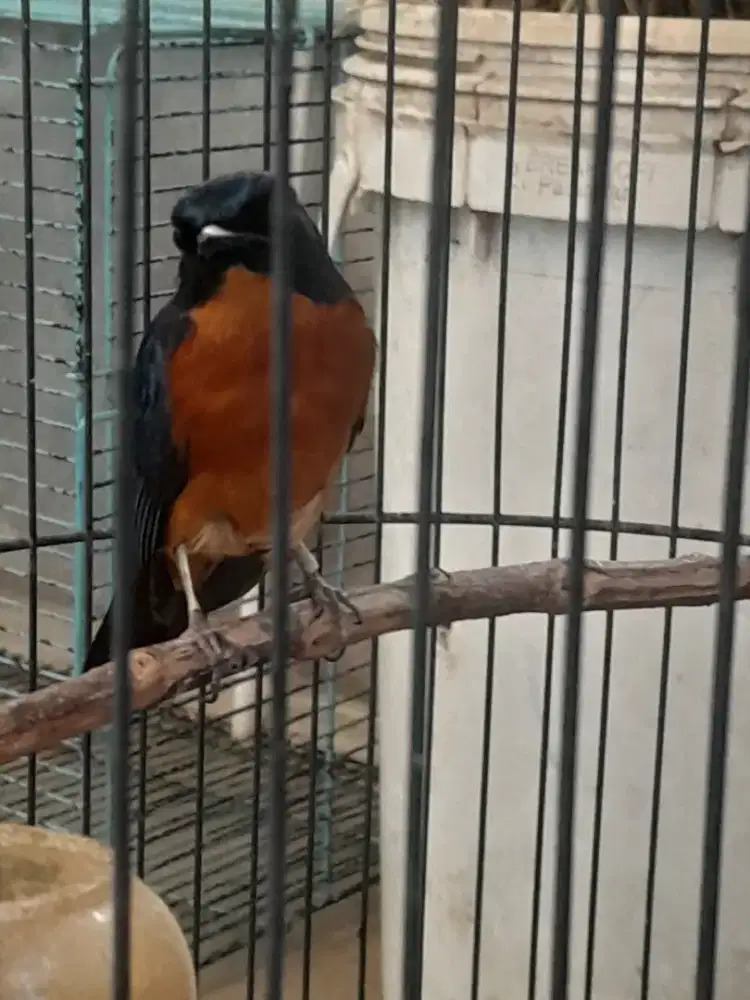 Dijual burung tledekan rajin bunyi ngriwik