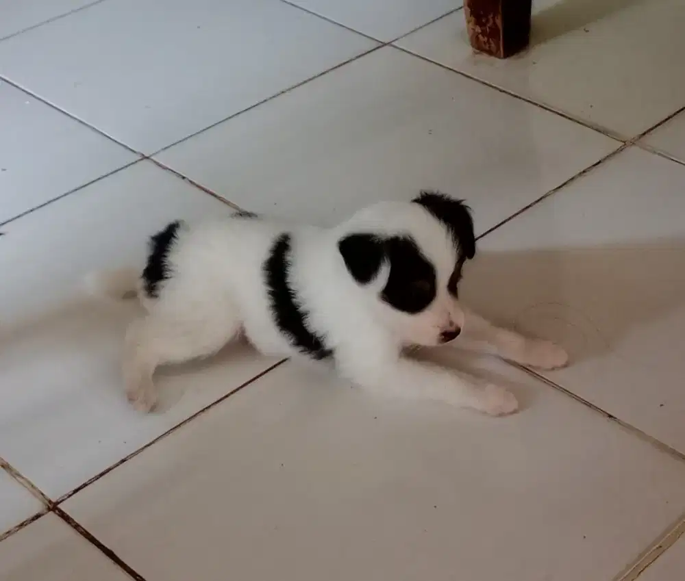 Anak Anjing Cakep imut