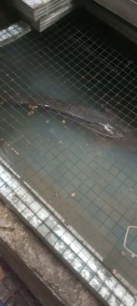 Ikan lele indukan