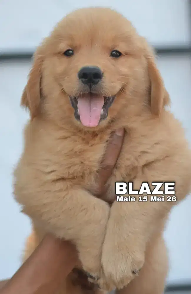 Golden retriever jantan •BLAZE•