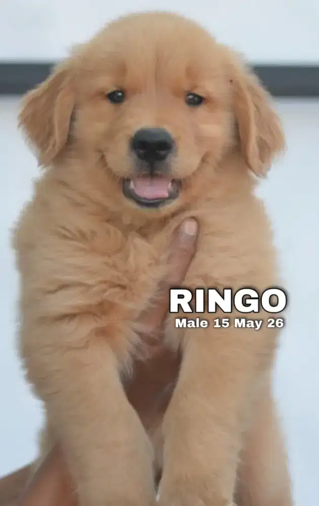 Golden retriever jantan •RINGO•