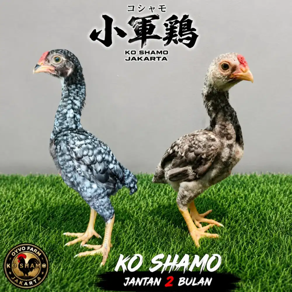 Anakan Ko Shamo Mini Jantan 2 Bulan
