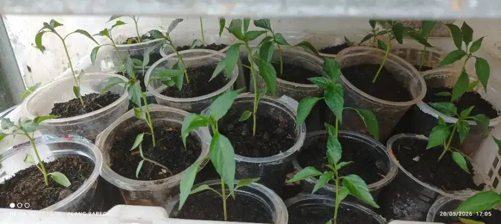 BIBIT CABE SIAP PINDAH TAMAN  POT / KEBUN