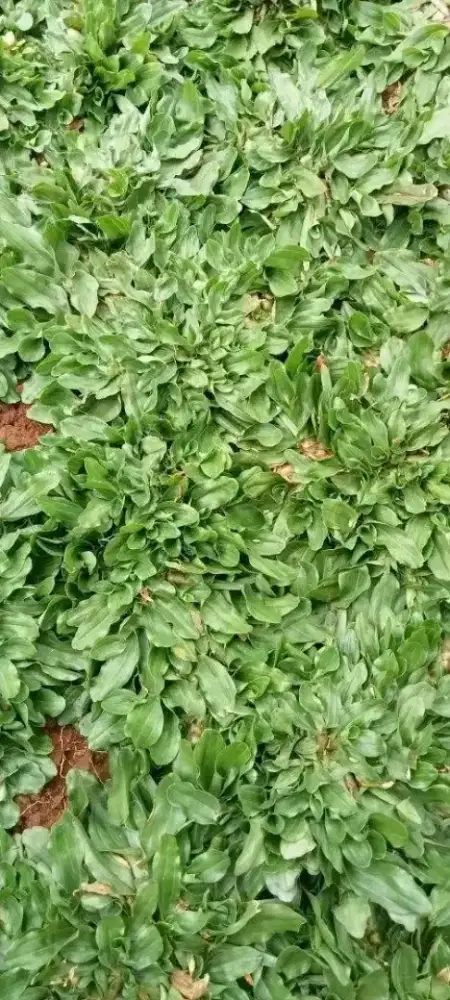 Jual rumput hias varigata