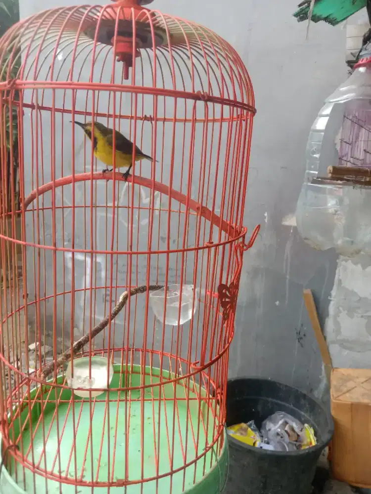 Burung  trotol sulawesi rajin