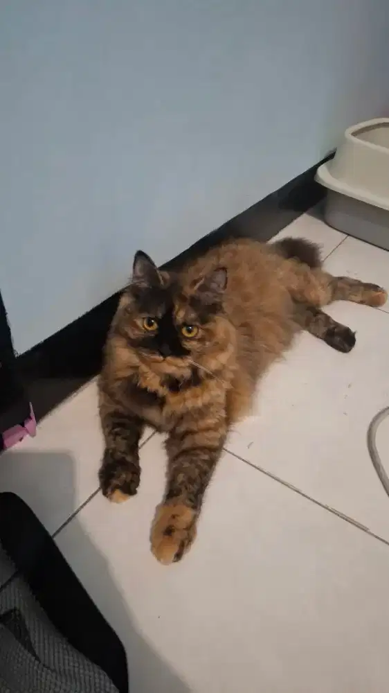 Jual kucing anggora
