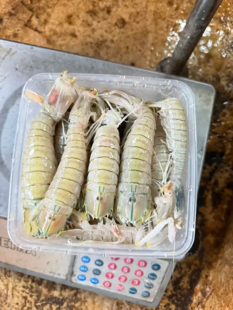 Udang Mantis/Ronggeng 1kg Frozen