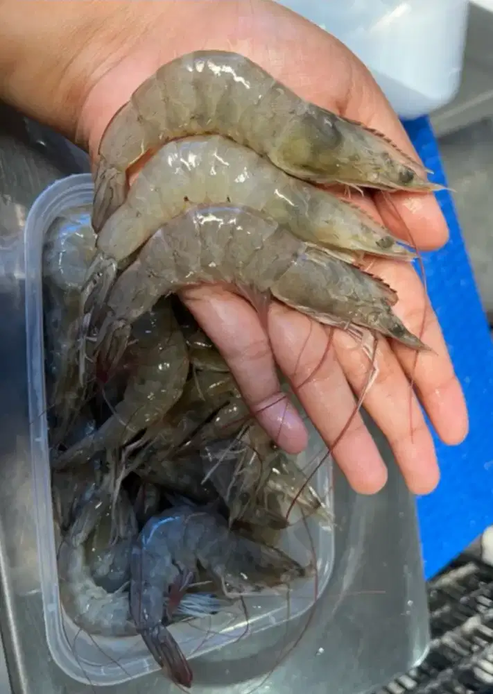 Udang sedang/jumbo 500grm Frozen
