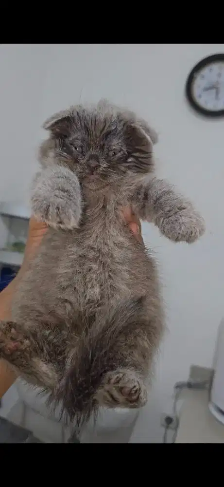 BSH kitten Fold