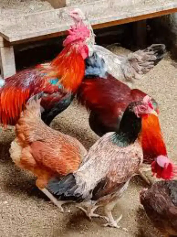 Ayam kampung siap di ternak/di potong