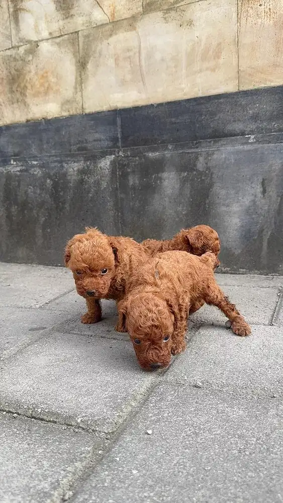 Poodle podle pudel