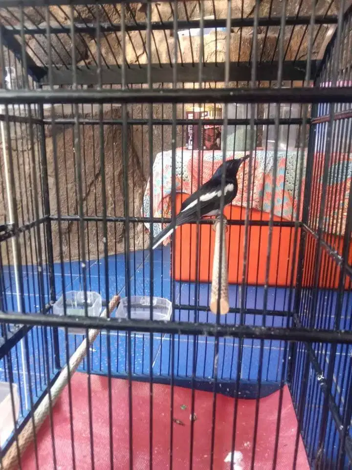 kacer dada putih